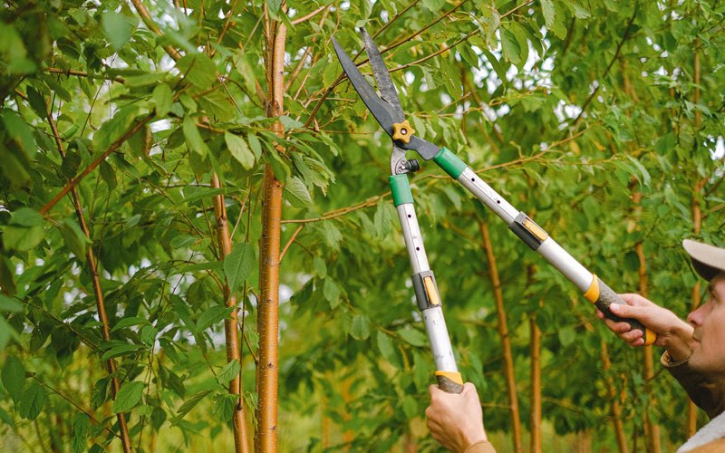 Tree trimming in Papineau, IL